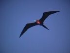 340 Frigate Bird in Flight Small Balloon.JPG (22 KB)